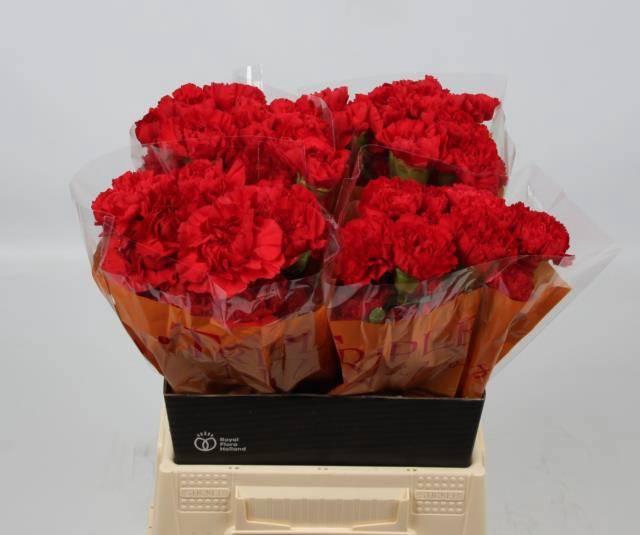 <h4>DI ST GRAND SLAM</h4>