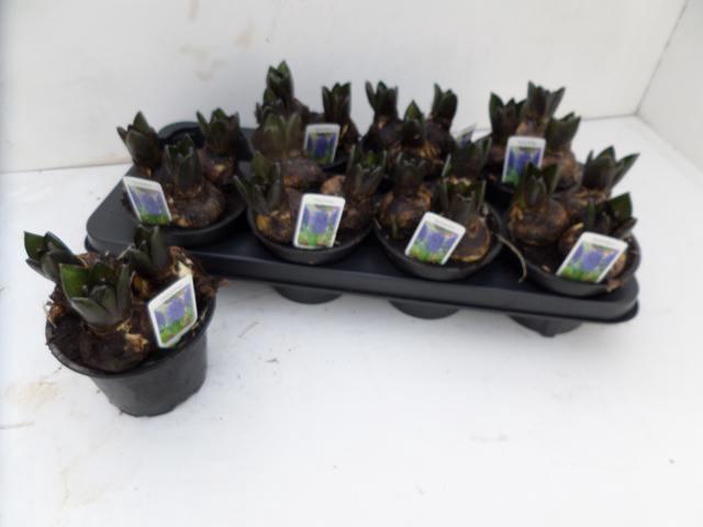 <h4>HYACIN BLUE STAR</h4>