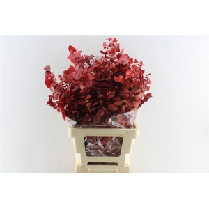 Euca Stuartiana Stab. Red