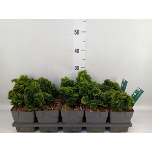 Chamaecyparis obt. 'Nana Gracilis'