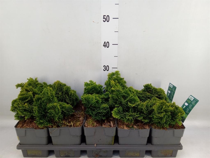 <h4>Chamaecyparis obt. 'Nana Gracilis'</h4>