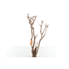 Syringa Branch Extra Duchamp