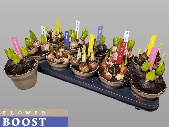 <h4>BOLBLOEMEN GEM</h4>