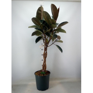 Ficus elastica 'Burgundy'
