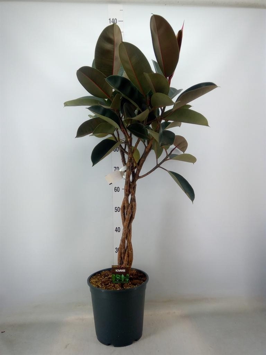 <h4>Ficus elastica 'Burgundy'</h4>