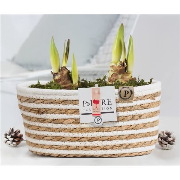 <h4>2x Hippeastrum red in P&PURE Fieldbasket 7 finished with moss</h4>