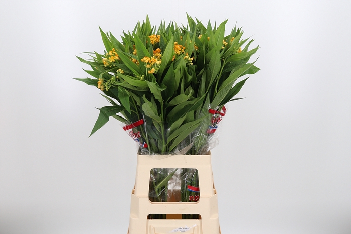 <h4>Asclepias Silky Gold</h4>