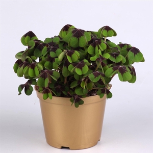 Oxalis deppei