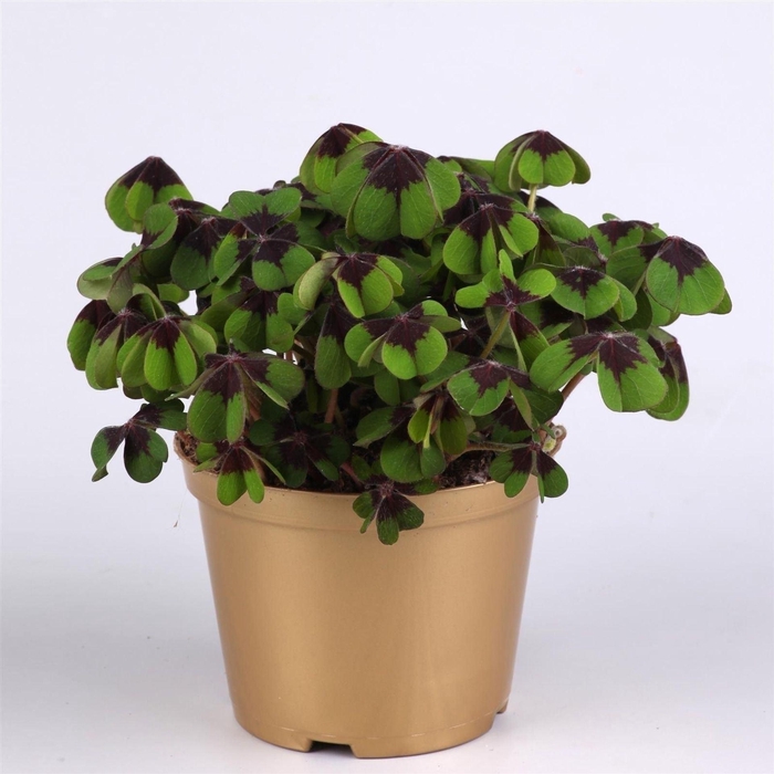 <h4>Oxalis deppei</h4>