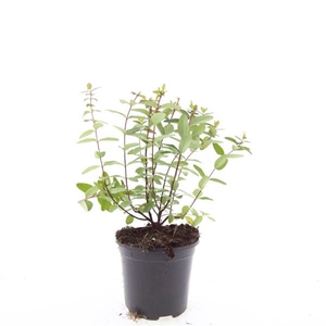 Hypericum