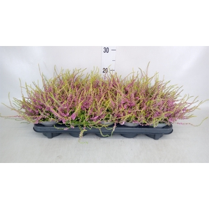 Calluna vulg. 'Tib'