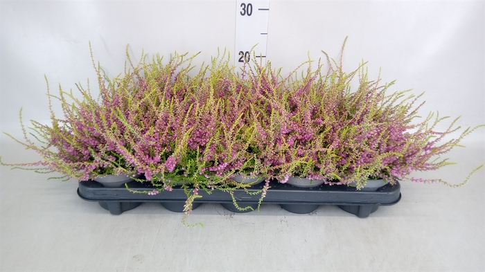 <h4>Calluna vulg. 'Tib'</h4>
