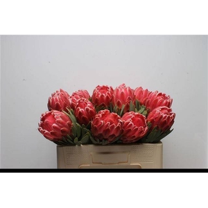 PROTEA VENUS