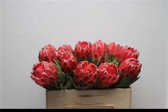 <h4>PROTEA VENUS</h4>