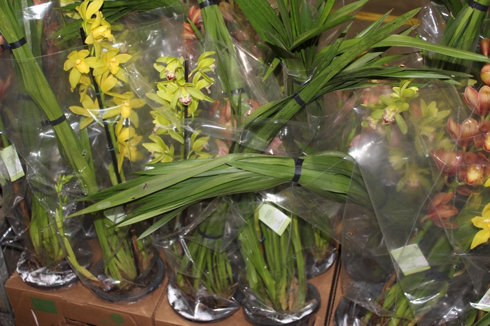 <h4>CYMBIDIUM P18 MIN 1 HT</h4>