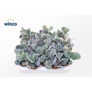 Kalanchoe Fedtschenkoi Variegata