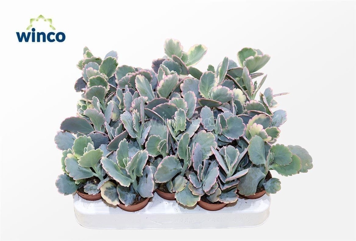 <h4>Kalanchoe Fedtschenkoi Variegata</h4>