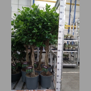 Ficus microcarpa 'Moclame'