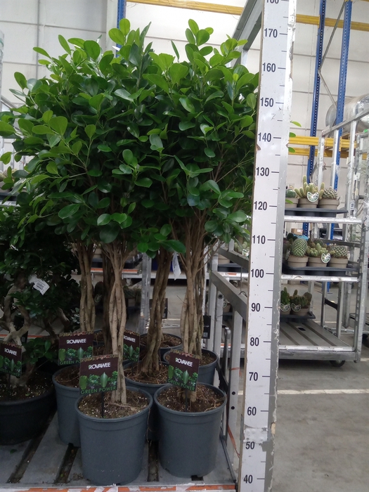 <h4>Ficus microcarpa 'Moclame'</h4>
