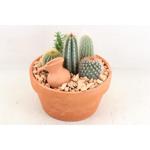 arr2 UB - Terra cotta 955/3 cactus