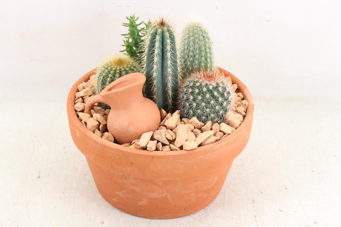 <h4>arr2 UB - Terra cotta 955/3 cactus</h4>