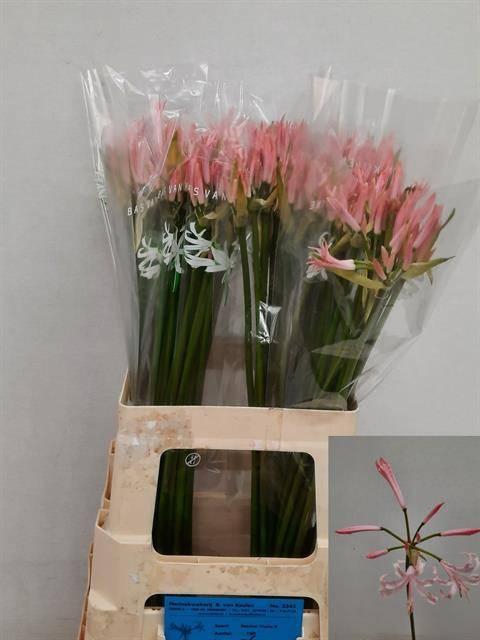 <h4>Nerine Vesta K</h4>