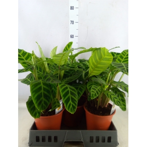 Calathea zebrina