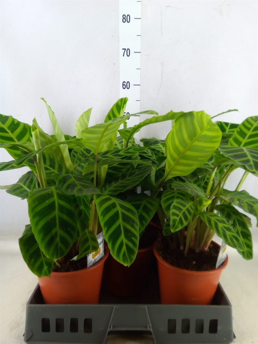 <h4>Calathea zebrina</h4>
