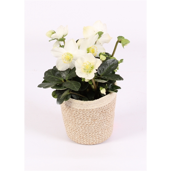 <h4>Helleborus n. Christmas Carol gras pot naturel</h4>