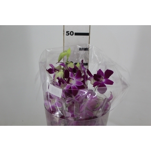 DENPHALAEN MACO PINK MIN 30 FLS