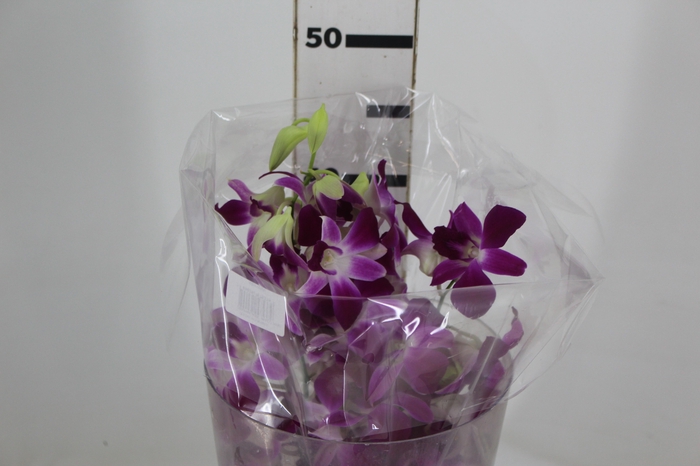 <h4>DENPHALAEN MACO PINK MIN 30 FLS</h4>