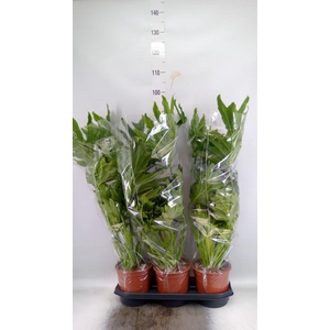 Philodendron   ...