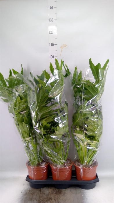 <h4>Philodendron   ...</h4>
