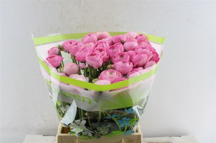 <h4>Ran Aazur Li Pink</h4>