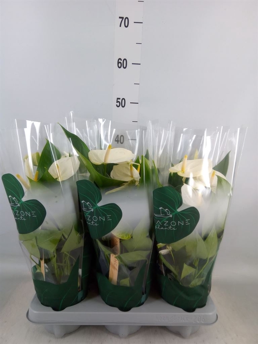 <h4>Anthurium andr. 'Samora'</h4>