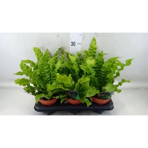 Asplenium nidus 'Crispy Wave'