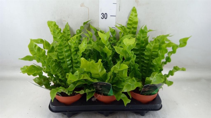 <h4>Asplenium nidus 'Crispy Wave'</h4>