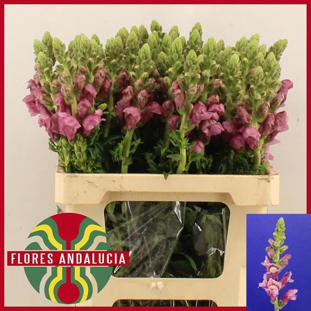 <h4>ANTIR POTO LAVEND</h4>