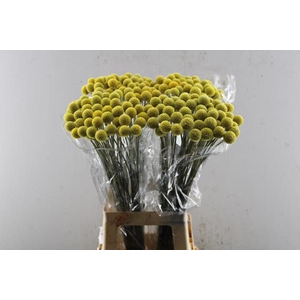 Craspedia (50 Per Pak) L 70