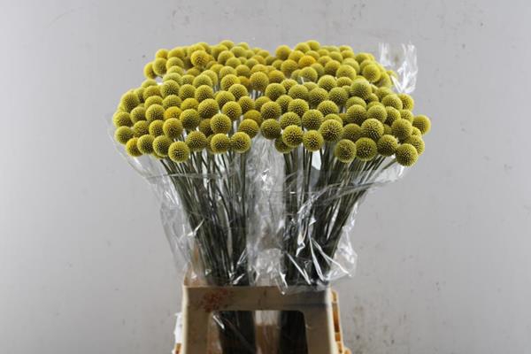 <h4>Craspedia (50 Per Pak) L 70</h4>