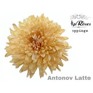 Chr G Antonov Latte