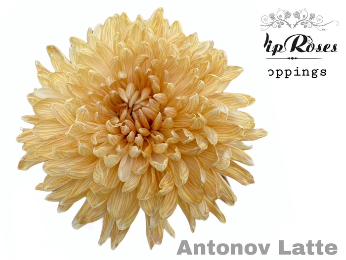 <h4>Chr G Vip Antonov Latte</h4>