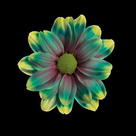 <h4>Chr T Kennedy Hawai</h4>