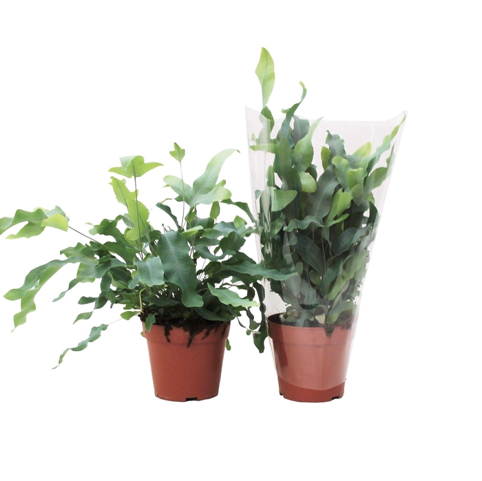 <h4>Phlebodium Blue Star</h4>