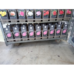 Rosa FL 'Queen Elizabet'