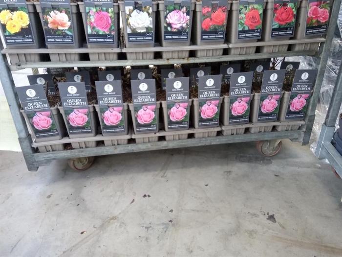 <h4>Rosa FL 'Queen Elizabet'</h4>