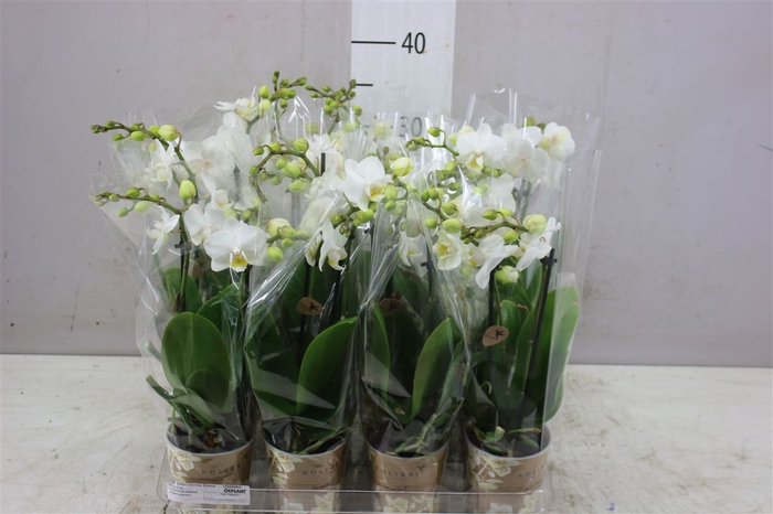<h4>Phal Midi Wit 2 Tak</h4>