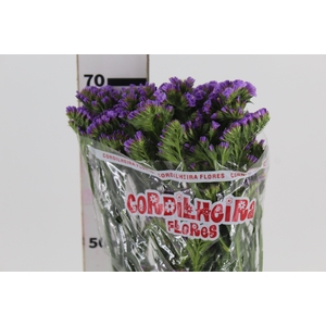 LIMONIUM DEEP LAVANDER 070 CM LILAS