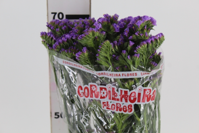 <h4>LIMONIUM DEEP LAVANDER 070 CM LILAS</h4>