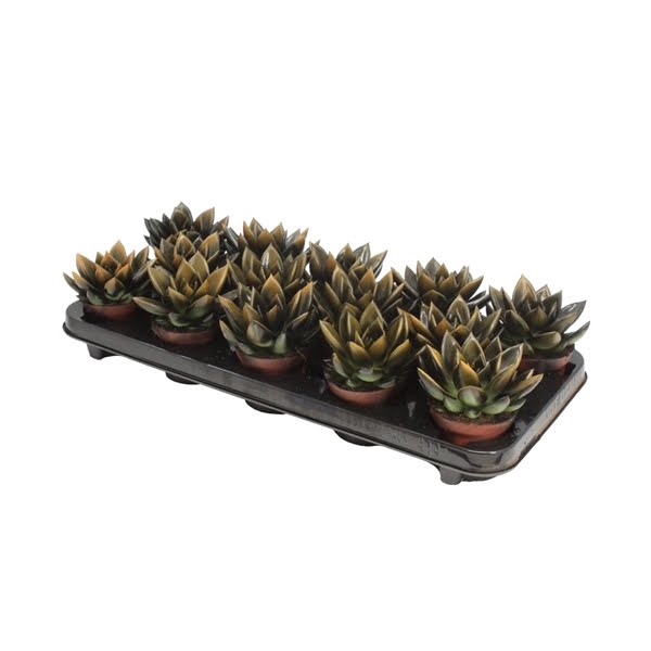 <h4>Echeveria bicoloured black/orange</h4>